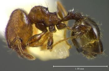 Media type: image;   Entomology 34286 Aspect: habitus lateral view